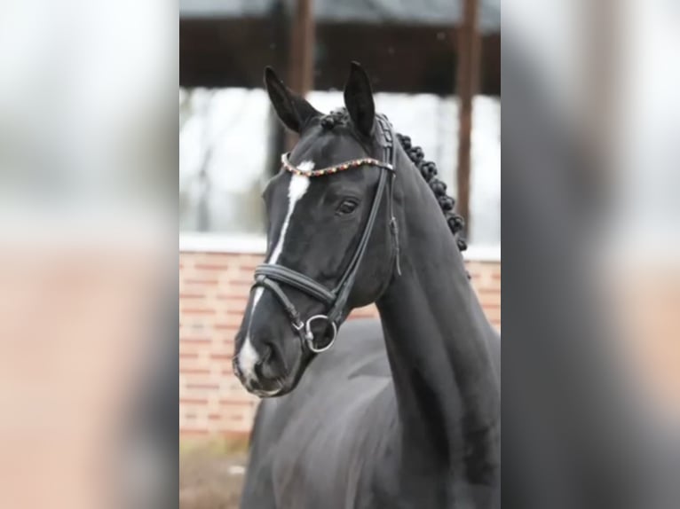 Koń oldenburski Wałach 5 lat 171 cm Kara in Münster