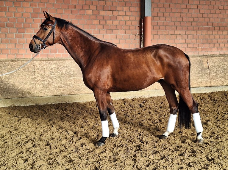 Koń oldenburski Wałach 5 lat 172 cm Gniada in Datteln
