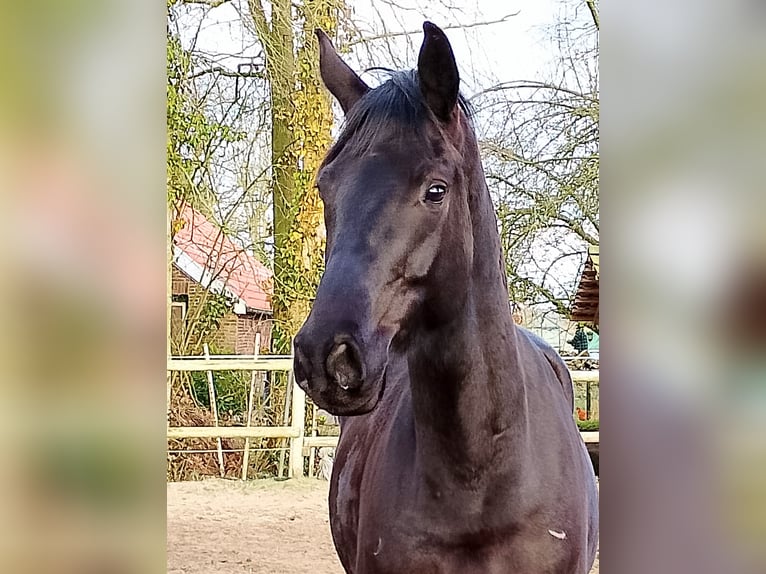 Koń oldenburski Wałach 5 lat 172 cm Kara in Wittmund