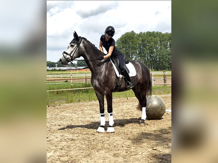 Koń oldenburski Wałach 5 lat 172 cm Siwa in Freren