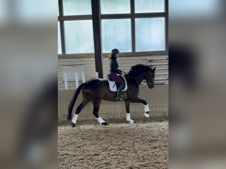 Koń oldenburski Wałach 5 lat 173 cm Ciemnogniada in HeinersreuthHeinersreuth