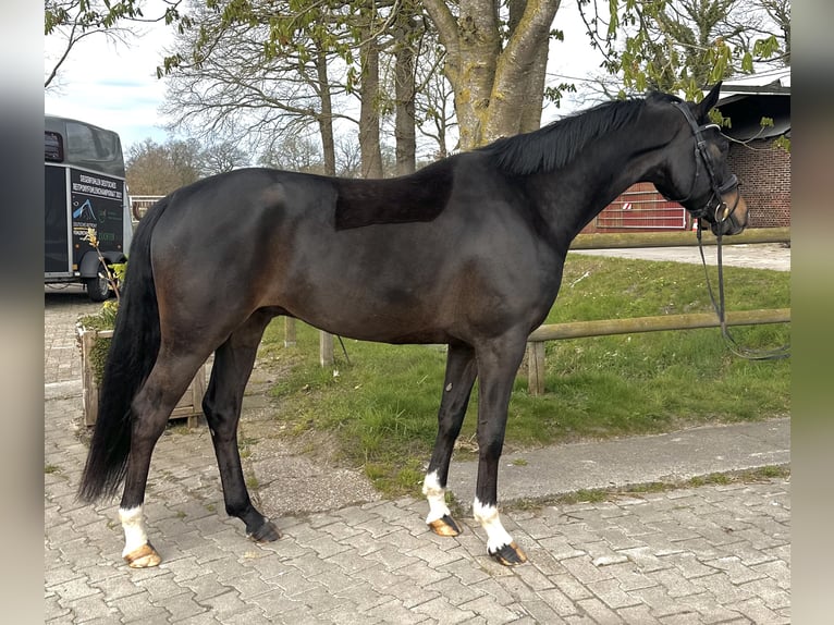 Koń oldenburski Wałach 5 lat 173 cm Ciemnogniada in Westerstede