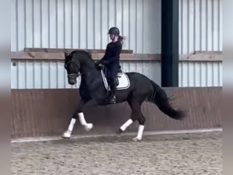 Koń oldenburski Wałach 5 lat 173 cm Ciemnogniada in Westerstede