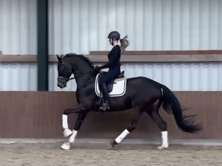 Koń oldenburski Wałach 5 lat 173 cm Ciemnogniada in Westerstede