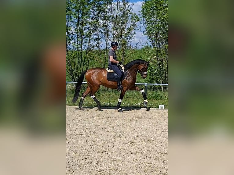 Koń oldenburski Wałach 5 lat 173 cm Gniada in Schwalmstadt