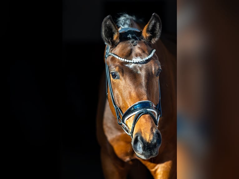 Koń oldenburski Wałach 5 lat 174 cm Gniada in Rosenheim