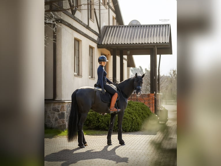 Koń oldenburski Wałach 5 lat 174 cm Kara in Wien, Innere Stadt