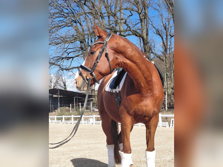 Koń oldenburski Wałach 5 lat 174 cm Kasztanowata in Aschaffenburg