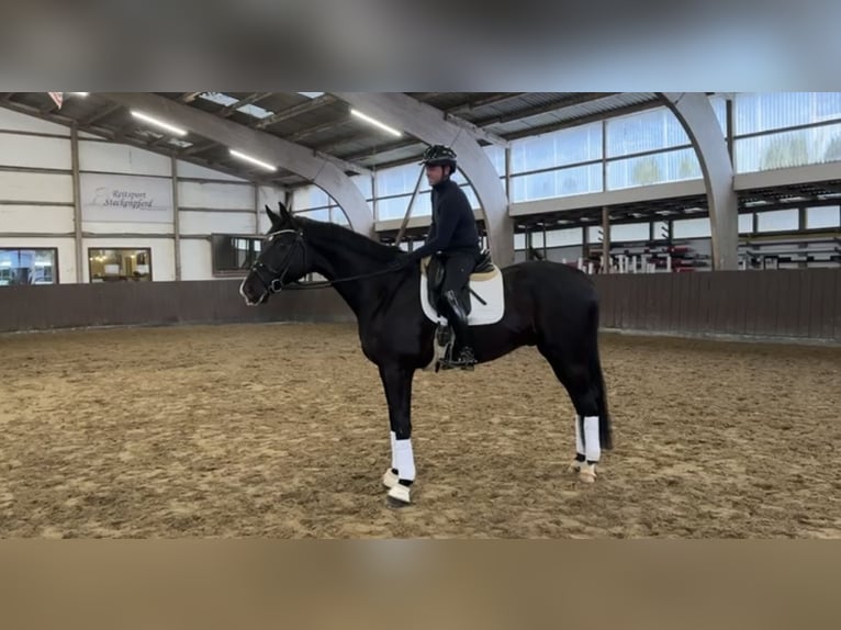 Koń oldenburski Wałach 5 lat 175 cm Kara in Schierensee