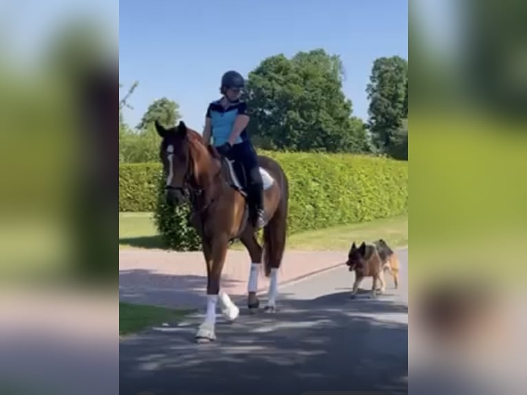 Koń oldenburski Wałach 5 lat 175 cm Kasztanowata in Esterwegen