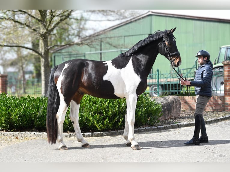 Koń oldenburski Wałach 5 lat 181 cm Srokata in Bassum
