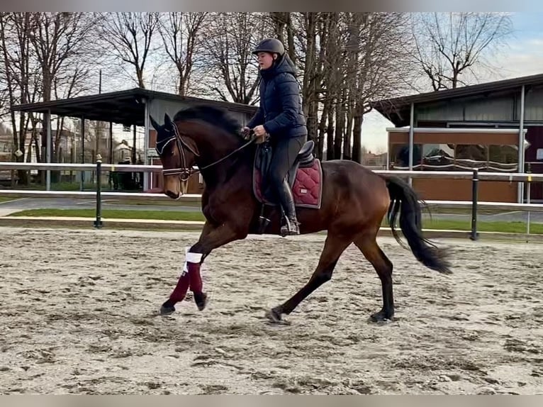 Koń oldenburski Wałach 6 lat 162 cm Ciemnogniada in Mansuè