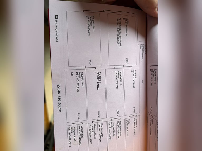 Koń oldenburski Wałach 6 lat 163 cm Kasztanowata in Hünfeld