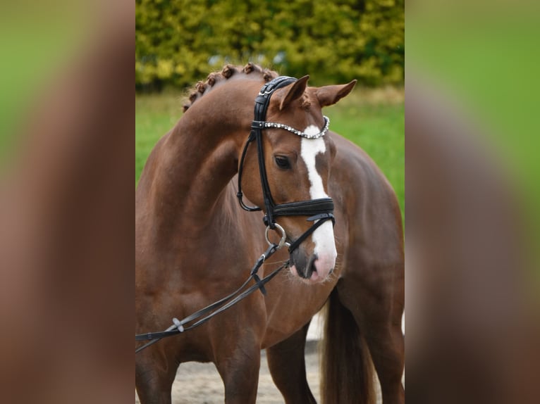 Koń oldenburski Wałach 6 lat 164 cm Ciemnokasztanowata in Fürstenau