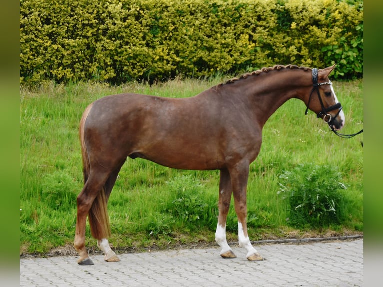 Koń oldenburski Wałach 6 lat 164 cm Ciemnokasztanowata in Fürstenau