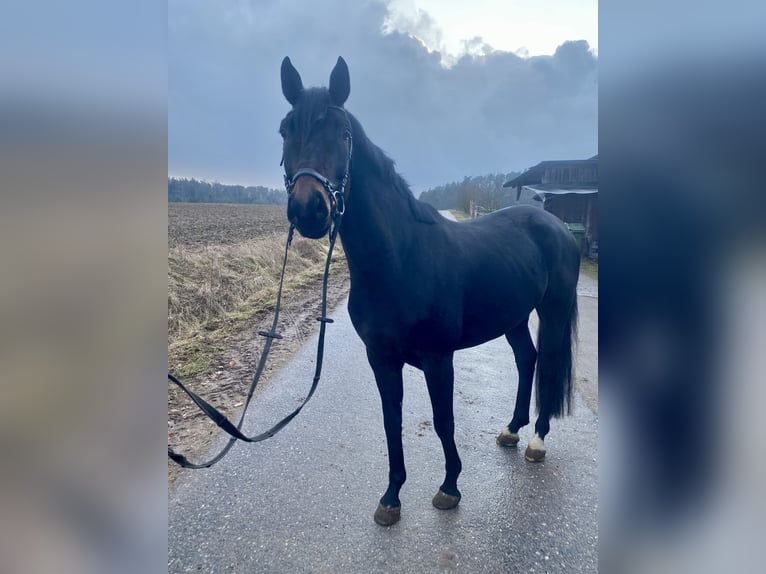 Koń oldenburski Wałach 6 lat 165 cm Ciemnogniada in Trautskirchen