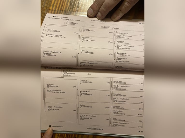 Koń oldenburski Wałach 6 lat 165 cm Ciemnogniada in Trautskirchen