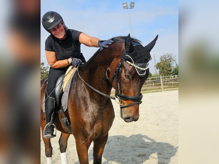 Koń oldenburski Wałach 6 lat 167 cm Ciemnogniada in Breda di Piave