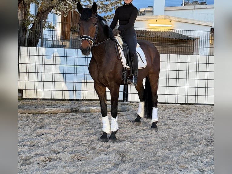 Koń oldenburski Wałach 6 lat 167 cm Gniada in Königsbach-Stein