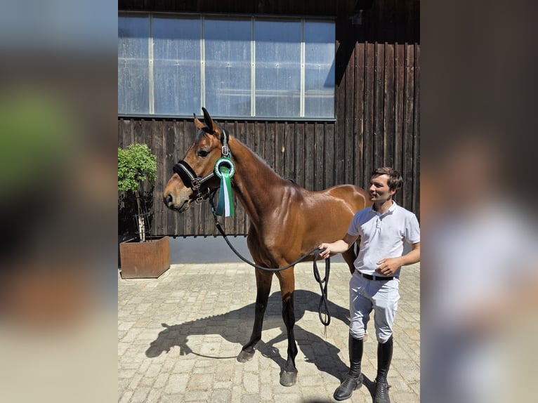 Koń oldenburski Wałach 6 lat 167 cm Gniada in Pilsach