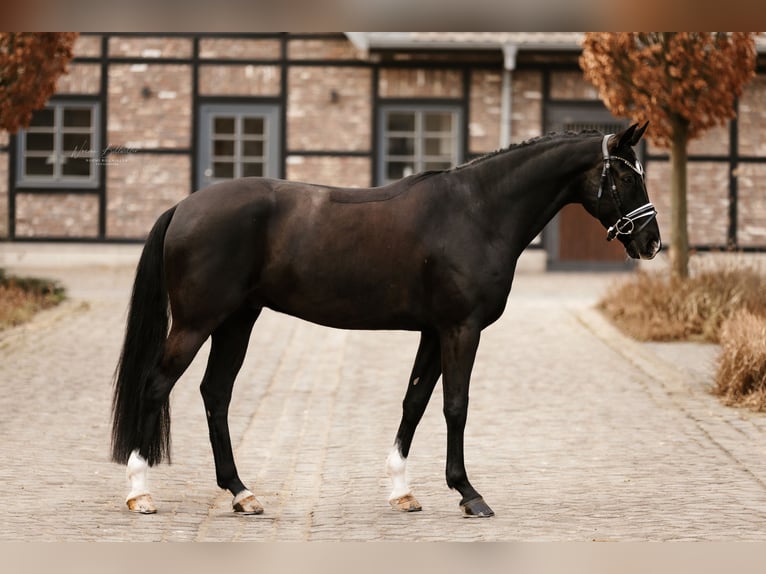 Koń oldenburski Wałach 6 lat 167 cm Kara in Grevenbroich