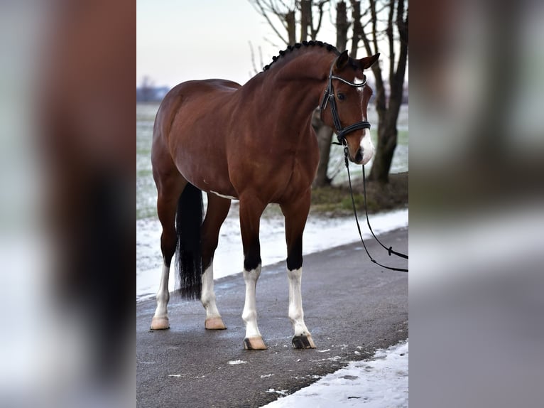Koń oldenburski Wałach 6 lat 168 cm Gniada in Zalaegerszeg