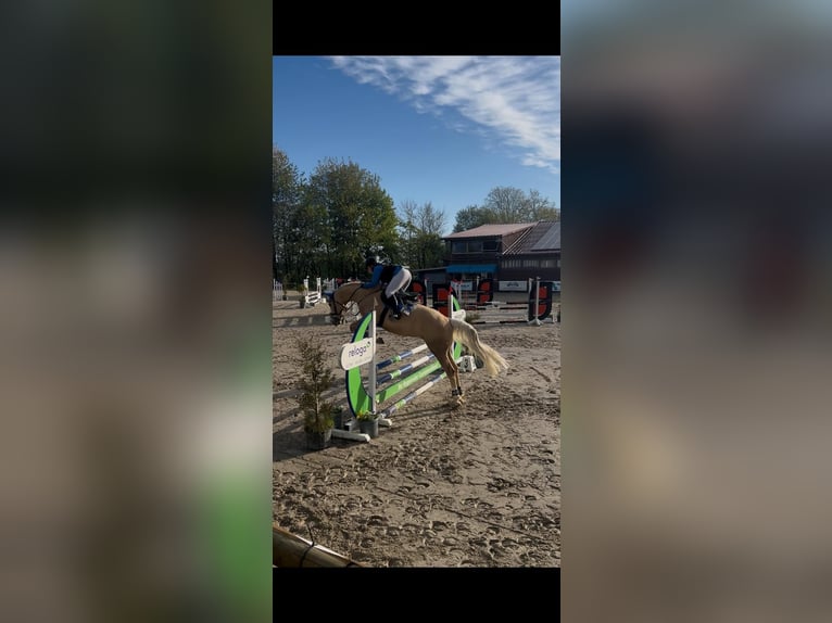 Koń oldenburski Wałach 6 lat 168 cm Izabelowata in Siegen