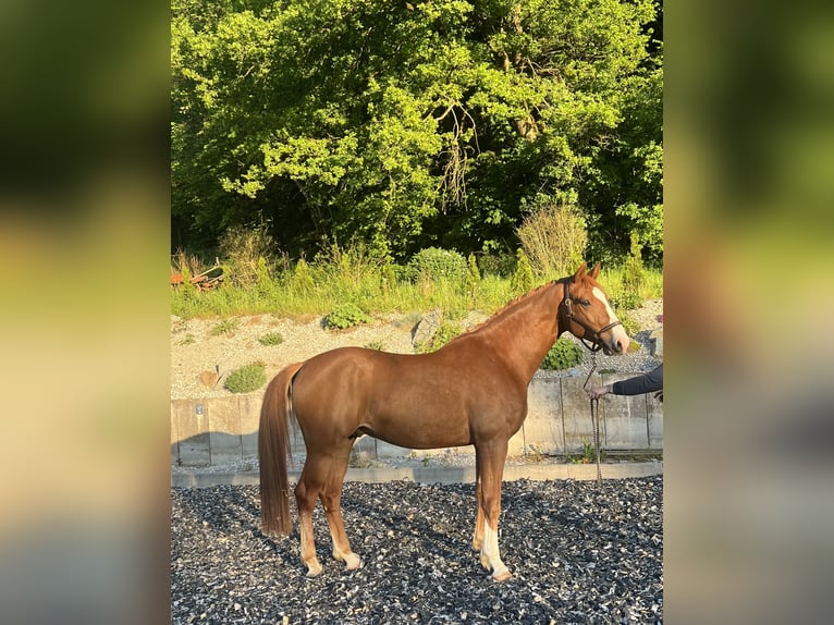 Koń oldenburski Wałach 6 lat 168 cm Kasztanowata in Erharting