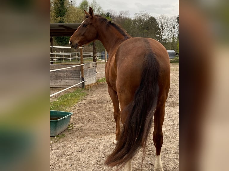 Koń oldenburski Wałach 6 lat 170 cm Ciemnokasztanowata in Neulußheim