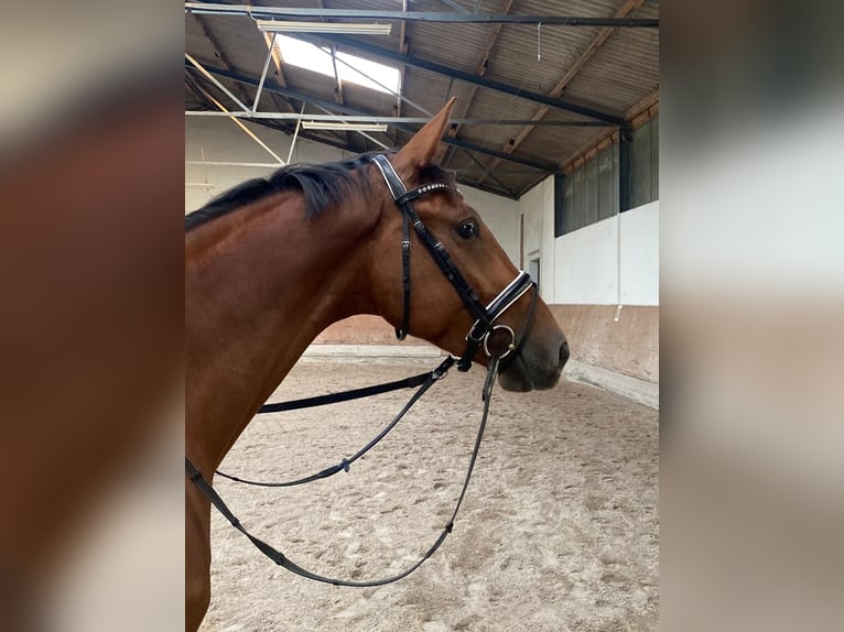 Koń oldenburski Wałach 6 lat 170 cm Ciemnokasztanowata in Neulußheim