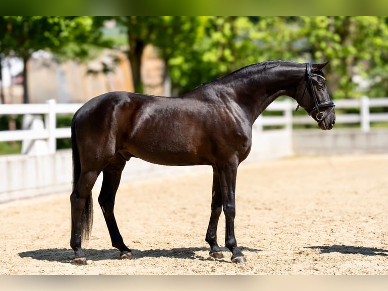 Koń oldenburski Wałach 6 lat 170 cm Kara in Buch am Erlbach