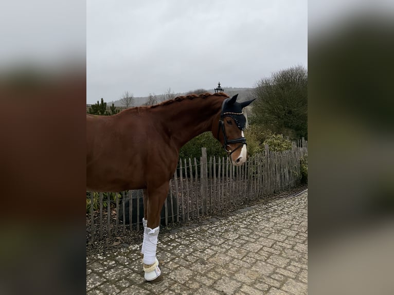 Koń oldenburski Wałach 6 lat 170 cm Kasztanowata in Haiger
