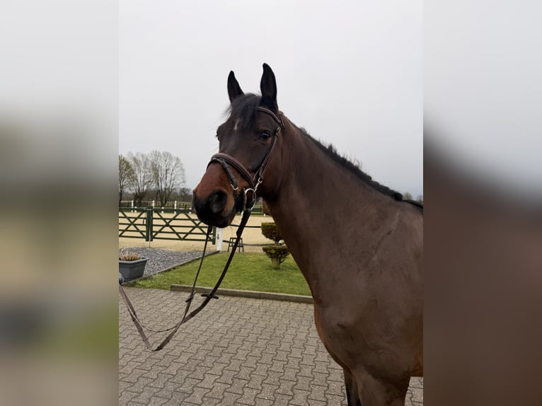 Koń oldenburski Wałach 6 lat 170 cm  in Nordwalde