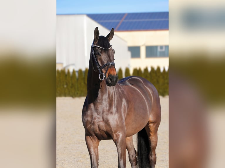 Koń oldenburski Wałach 6 lat 170 cm Skarogniada in Schwäbisch Hall