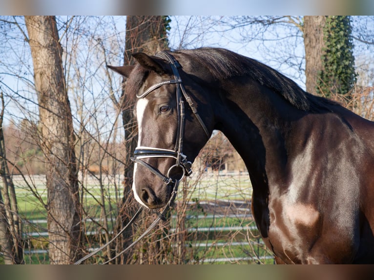 Koń oldenburski Wałach 6 lat 171 cm Kara in Wedemark