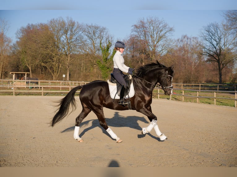 Koń oldenburski Wałach 6 lat 171 cm Kara in Wedemark