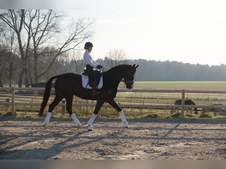 Koń oldenburski Wałach 6 lat 171 cm Kara in Wedemark
