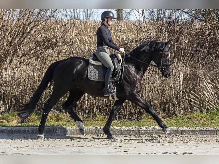 Koń oldenburski Wałach 6 lat 171 cm Kara in Neu Duvenstedt