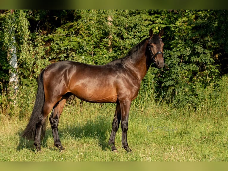 Koń oldenburski Wałach 6 lat 172 cm Gniada in Łęczyca