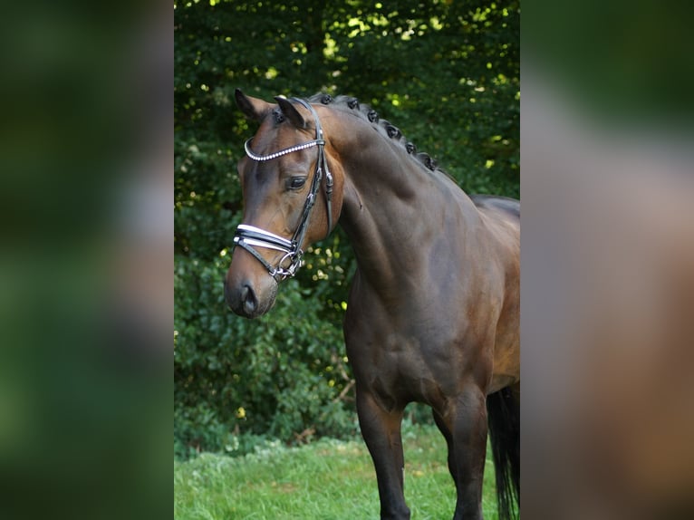 Koń oldenburski Wałach 6 lat 172 cm Gniada in Gleichen