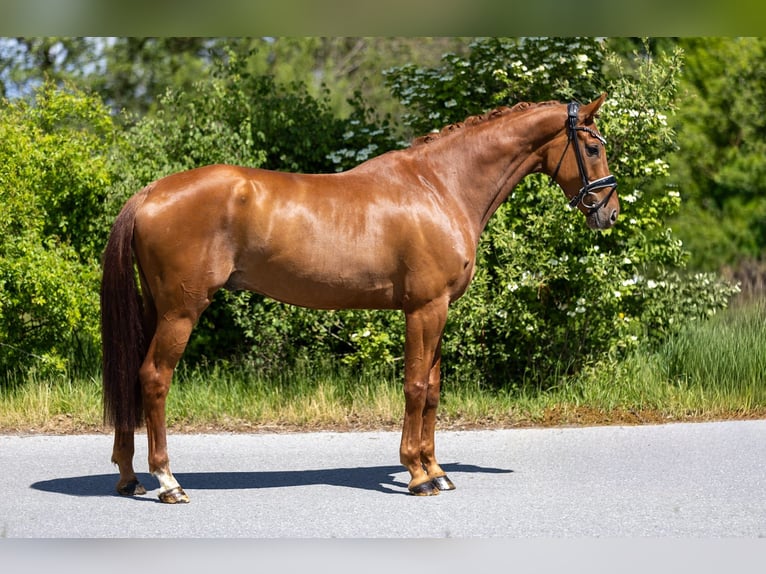 Koń oldenburski Wałach 6 lat 172 cm Kasztanowata in Rosenheim