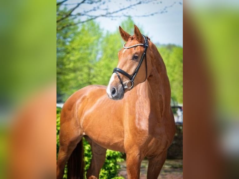 Koń oldenburski Wałach 6 lat 172 cm Kasztanowata in Selsingen