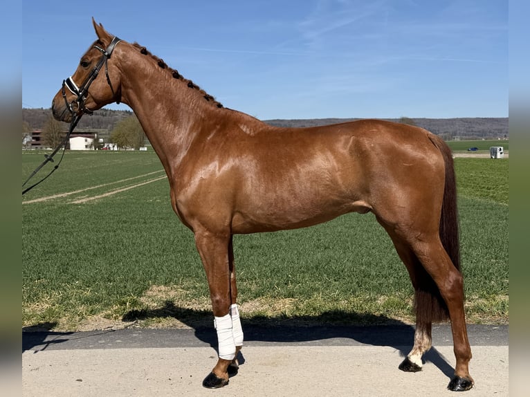 Koń oldenburski Wałach 6 lat 172 cm Kasztanowata in Riedlingen
