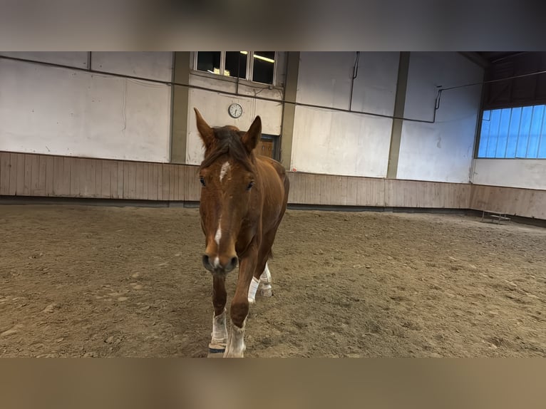 Koń oldenburski Wałach 6 lat 173 cm Kasztanowata in Telfs
