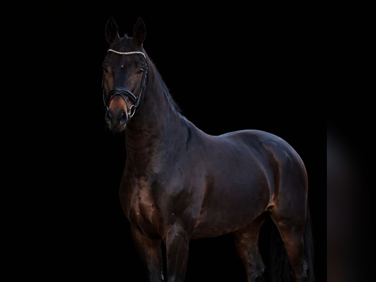 Koń oldenburski Wałach 6 lat 174 cm Ciemnogniada in Bippen