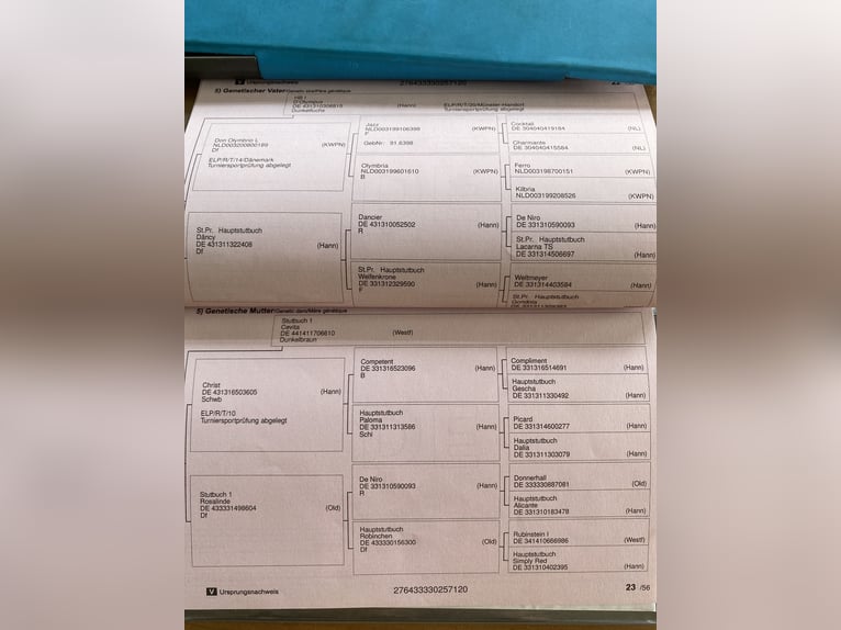 Koń oldenburski Wałach 6 lat 174 cm Ciemnokasztanowata in Wietmarschen