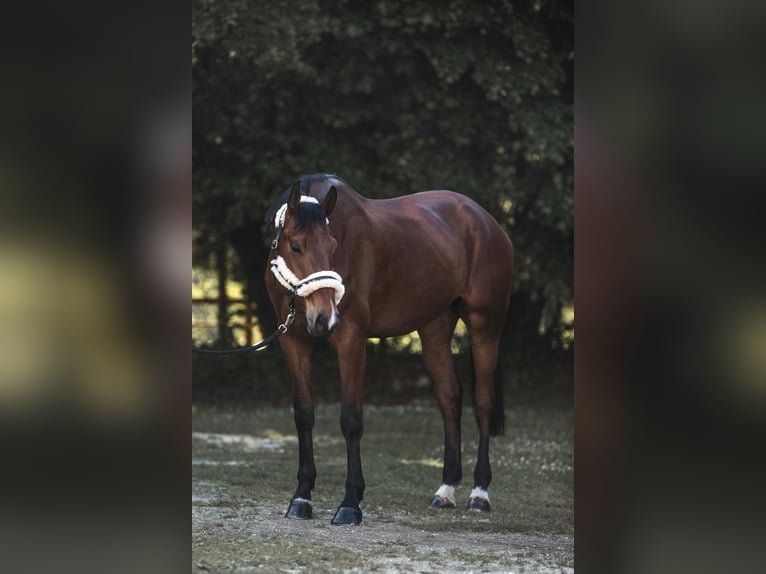 Koń oldenburski Wałach 6 lat 174 cm Gniada in Ferlach