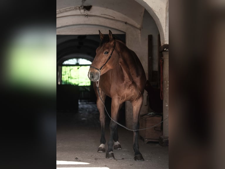 Koń oldenburski Wałach 6 lat 174 cm Gniada in Ferlach