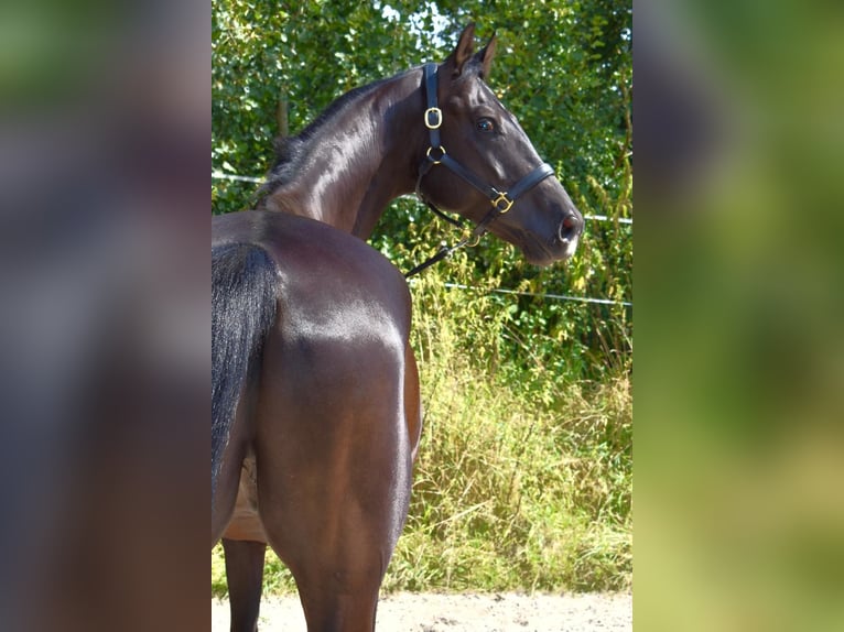Koń oldenburski Wałach 6 lat 174 cm Kara in Ringgau