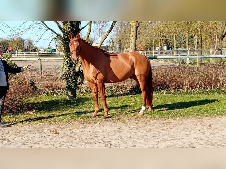 Koń oldenburski Wałach 6 lat 174 cm Kasztanowata in Gumtow